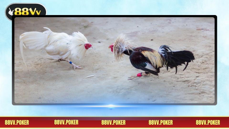 Bí quyết cược hiệu quả cho người tham gia mới