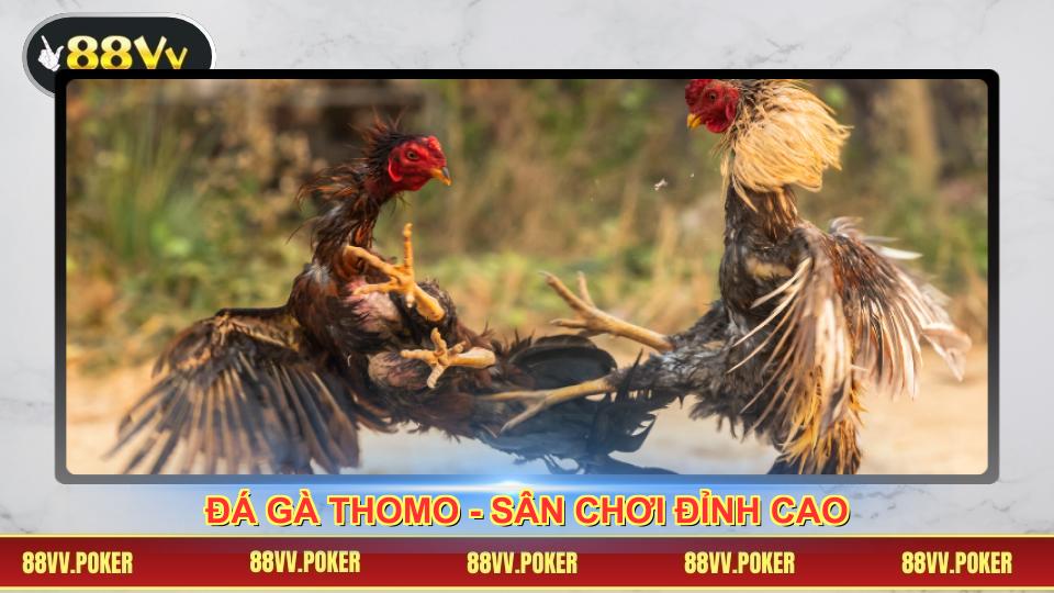 Đá gà thomo