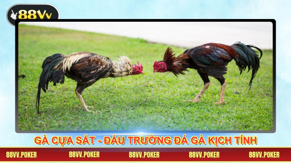 Gà Cựa Sắt