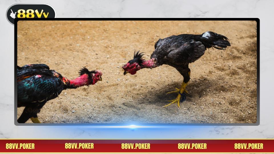 Hướng dẫn tham gia cược gà chi tiết nhất