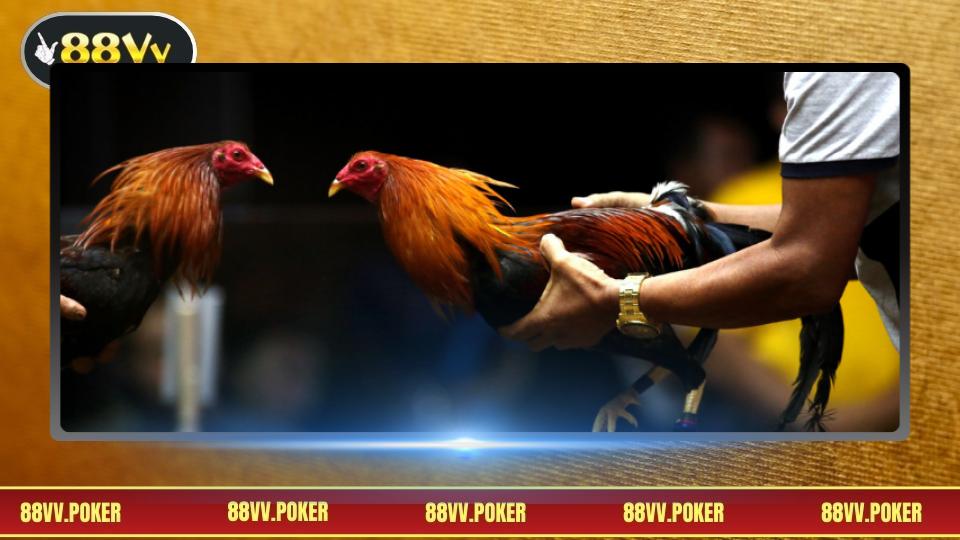 Kỹ thuật nuôi dưỡng chiến kê đạt chuẩn chuyên nghiệp