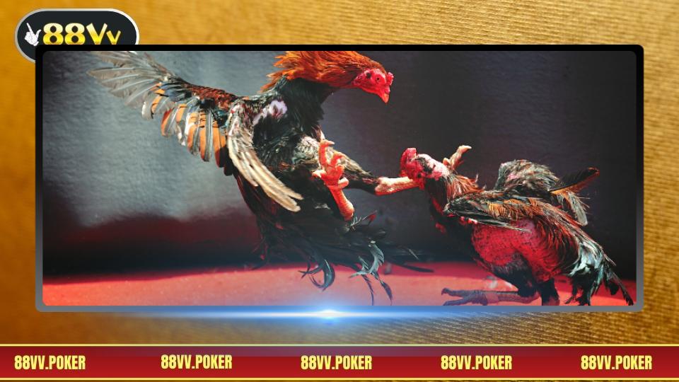 Tổng quan đá gà tre với đặc điểm nổi bật