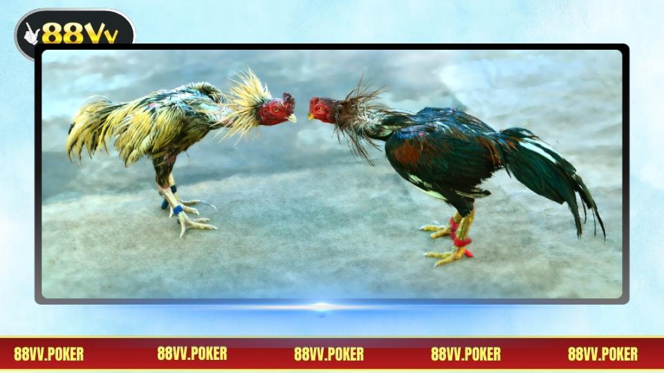 Tổng quan gà cựa sắt với những đặc điểm nổi bật